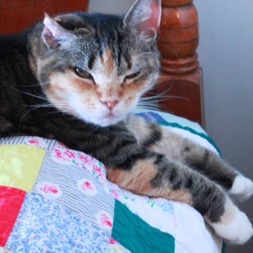 grumpy cat