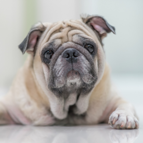 senior dog