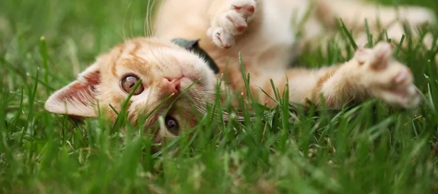Tan cat playfully laying in the grass