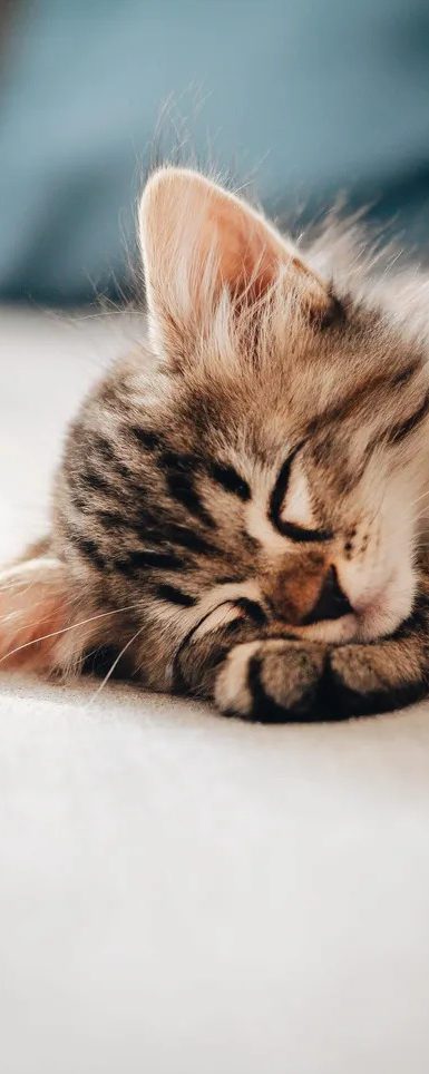 Kitten taking a nap