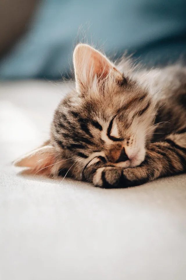 Kitten taking a nap