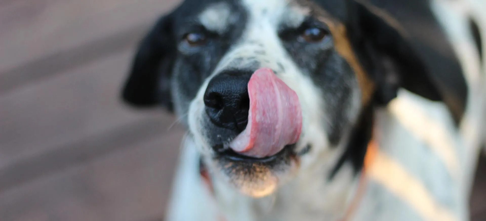 Dog licking its nose
