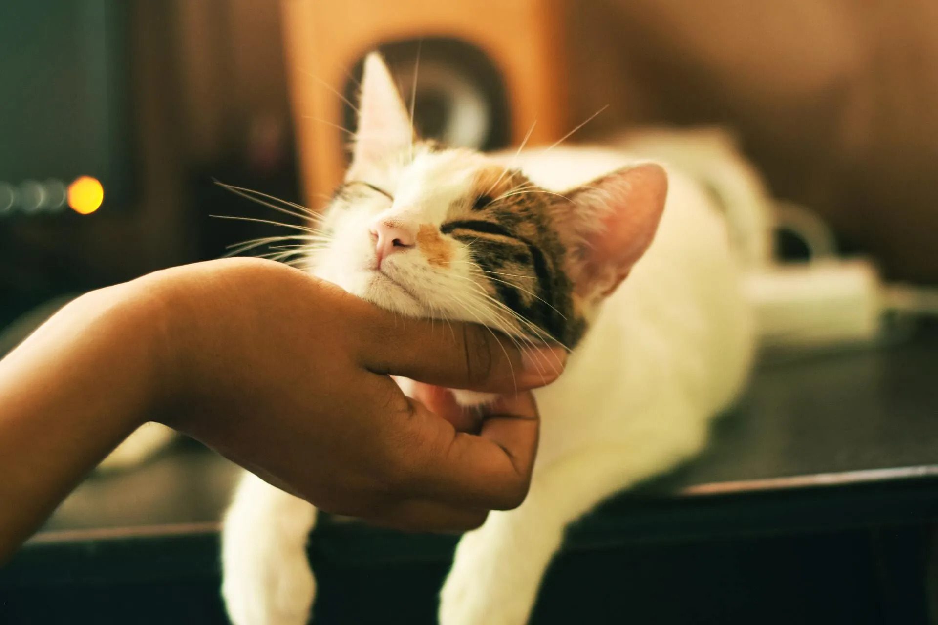 A cat getting petted