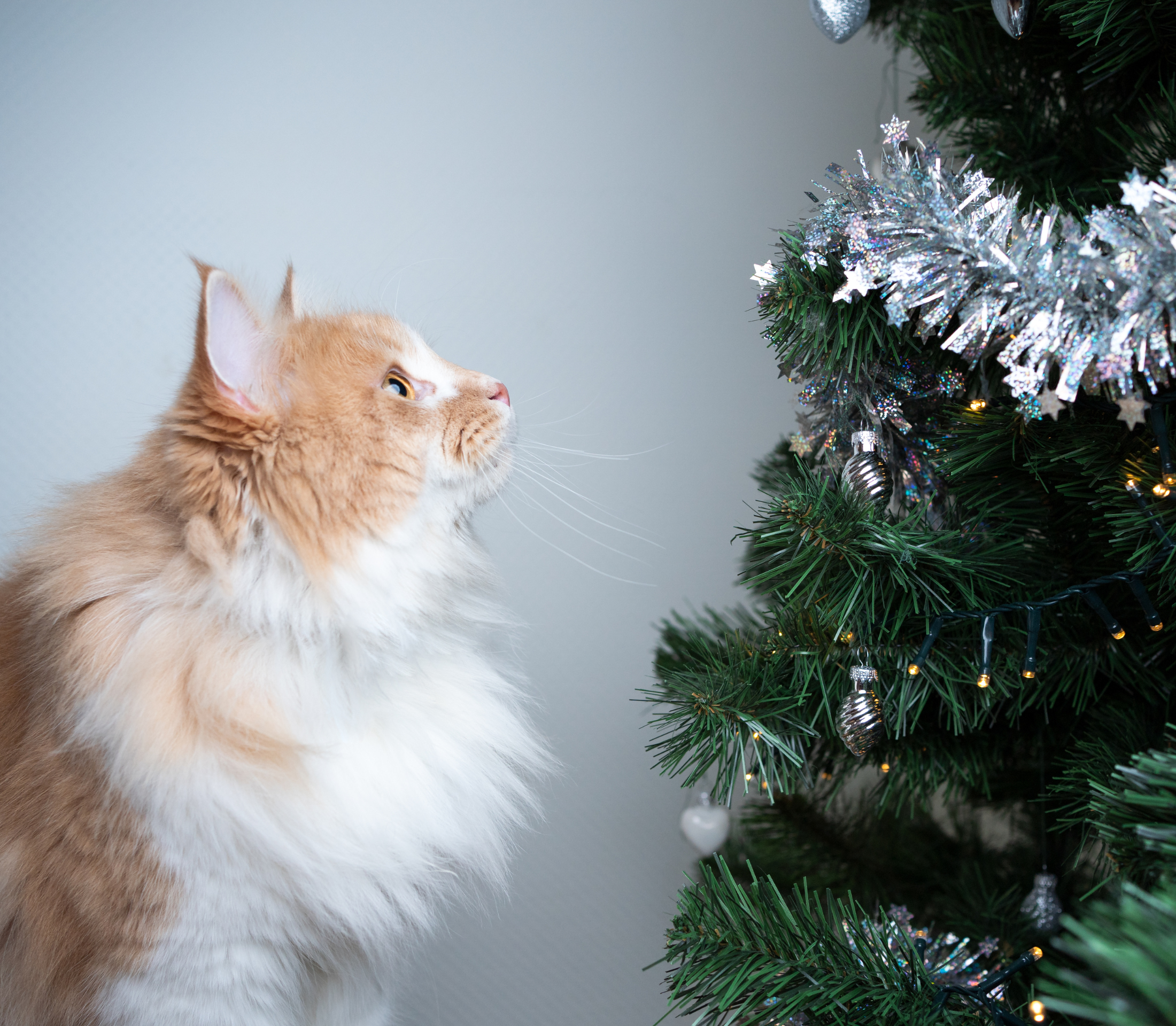 Cream-colored cat staring at the christmas tree