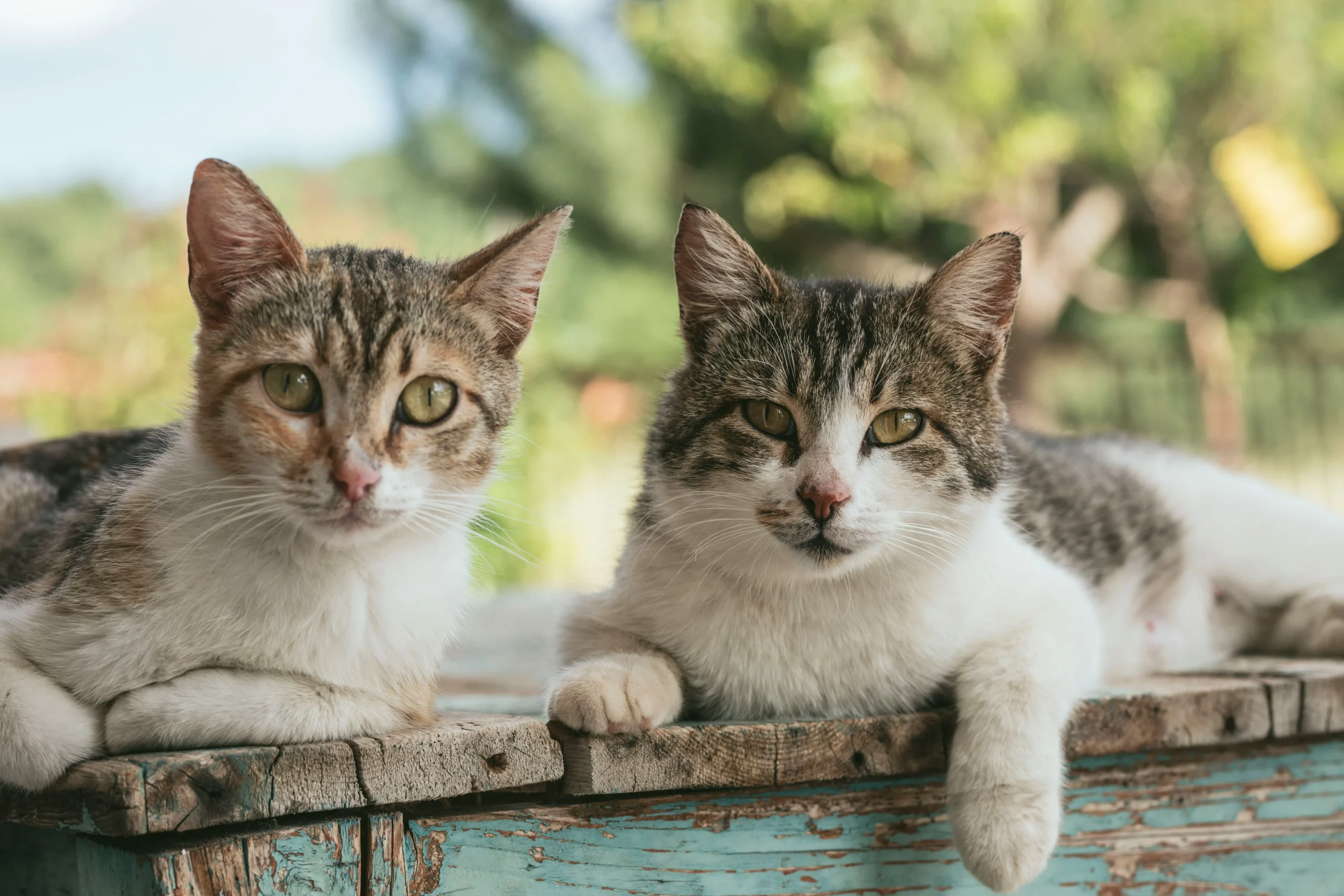 Two kittens on a picnic table