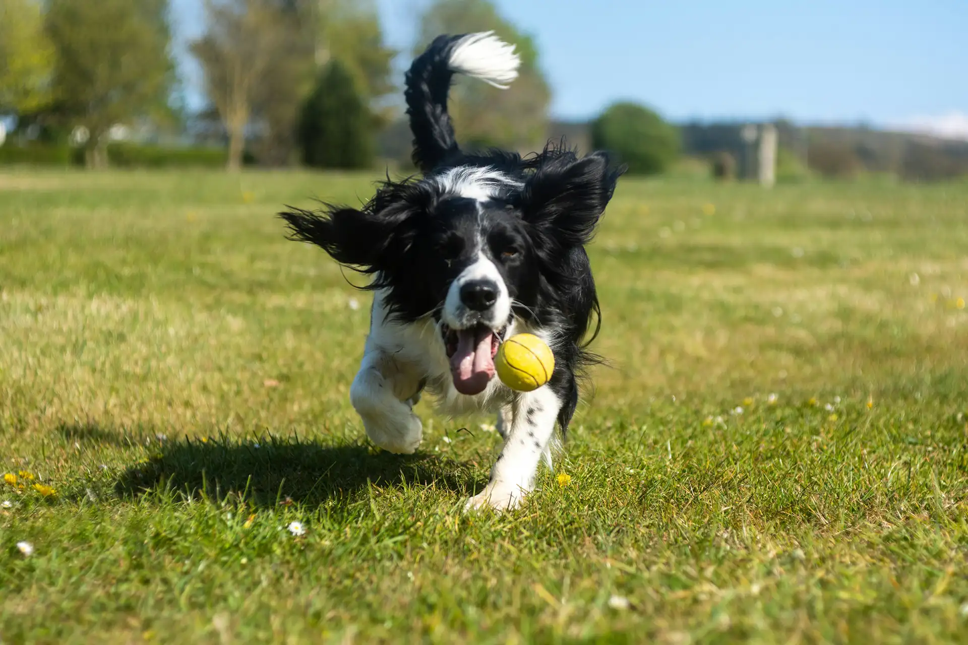 Dog running through field