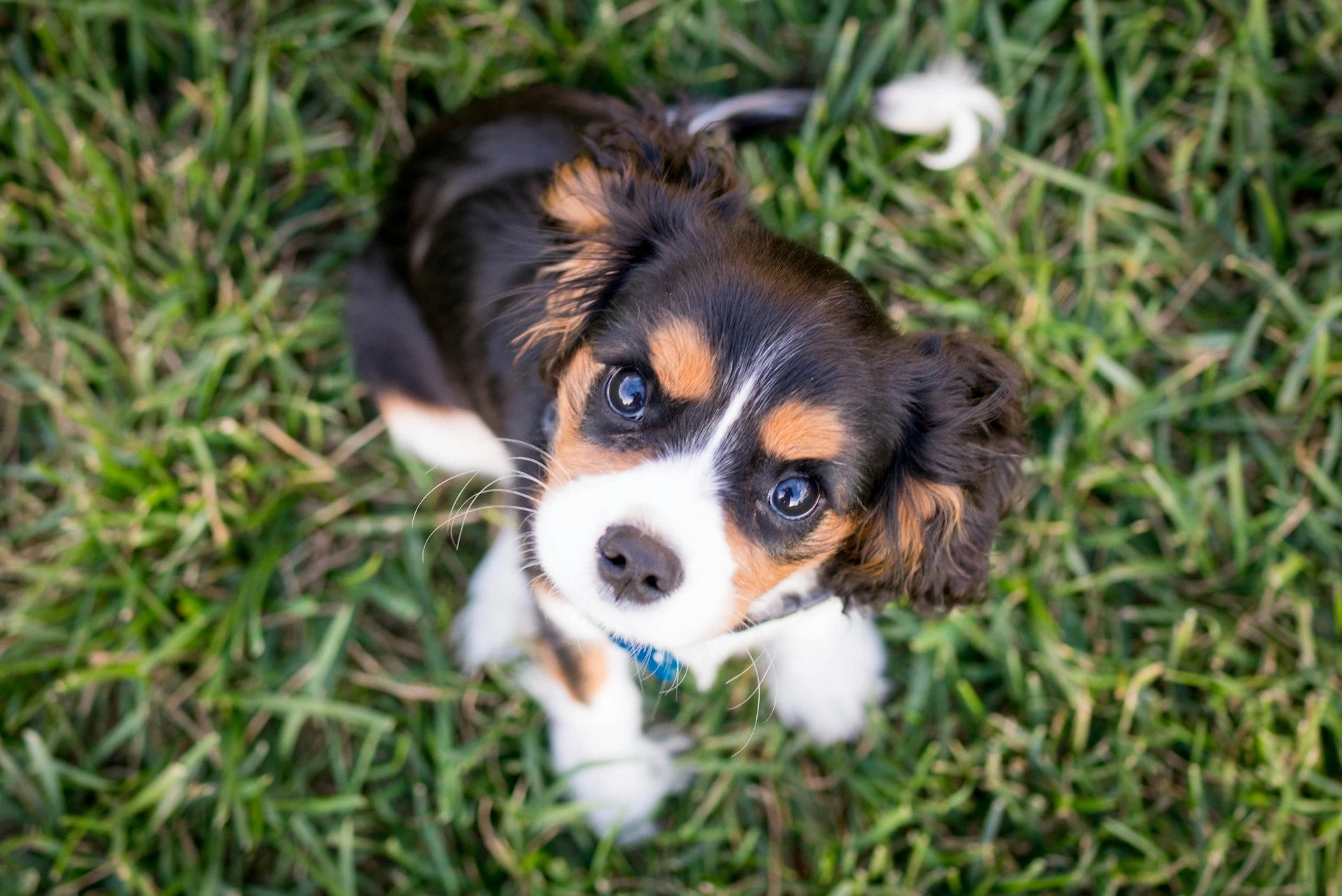 A Cavalier King Charles Spaniel puppy is sitting in the grass.