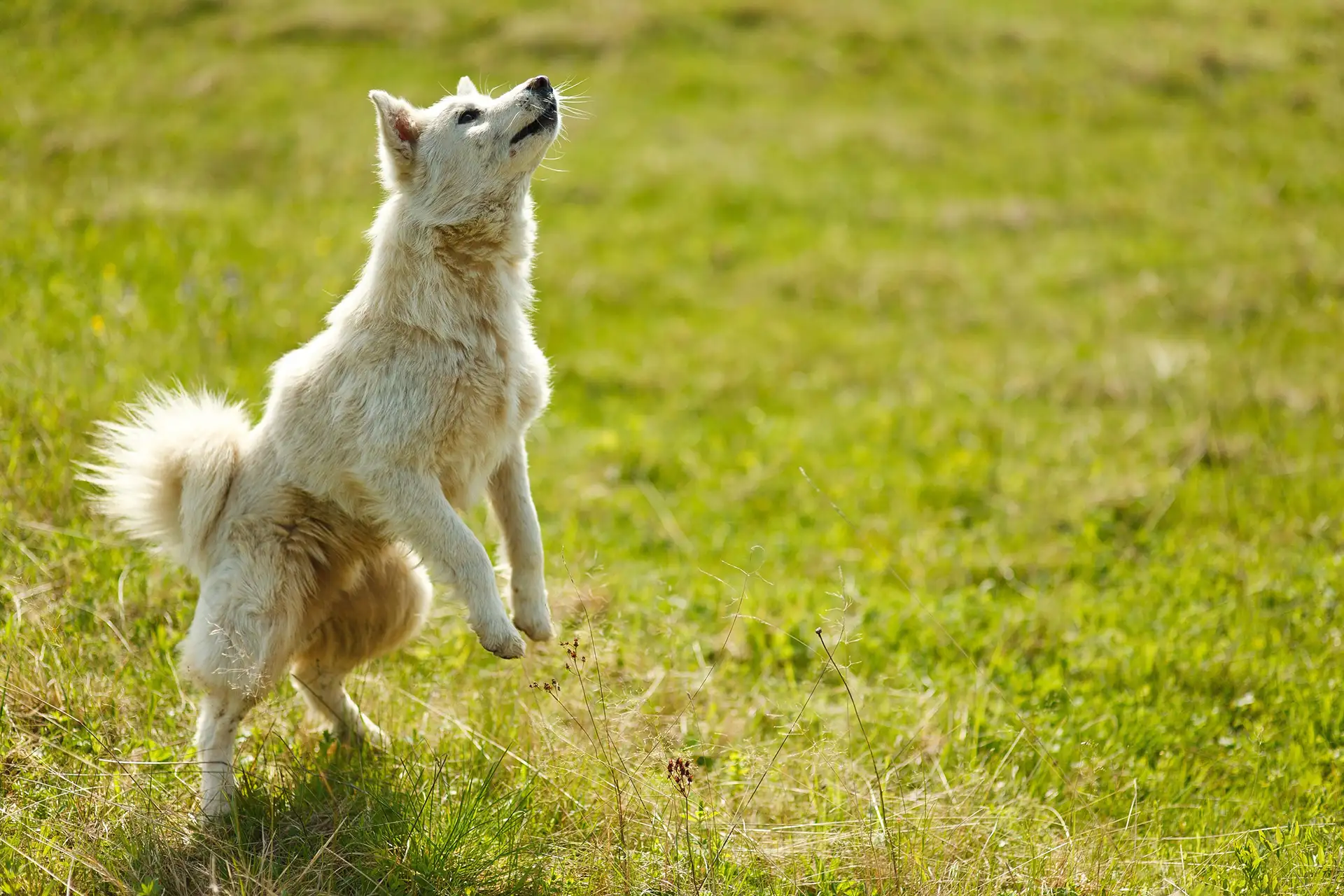 Dog jumping in field