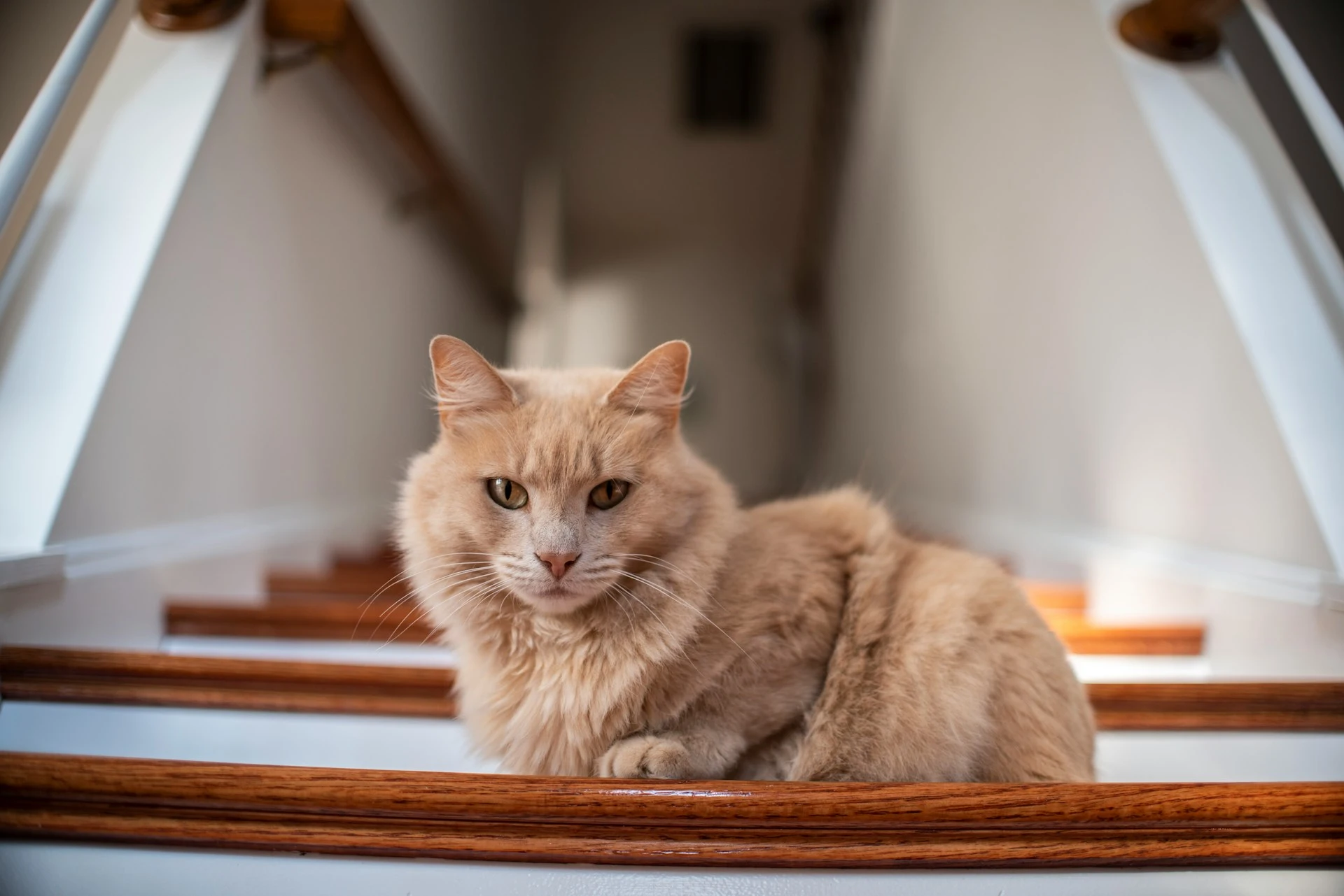 A cat with light eyes is lying on a wooden staircase.