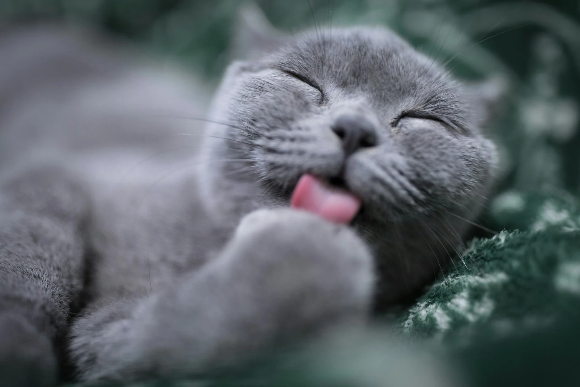 Gray cat licking her paws