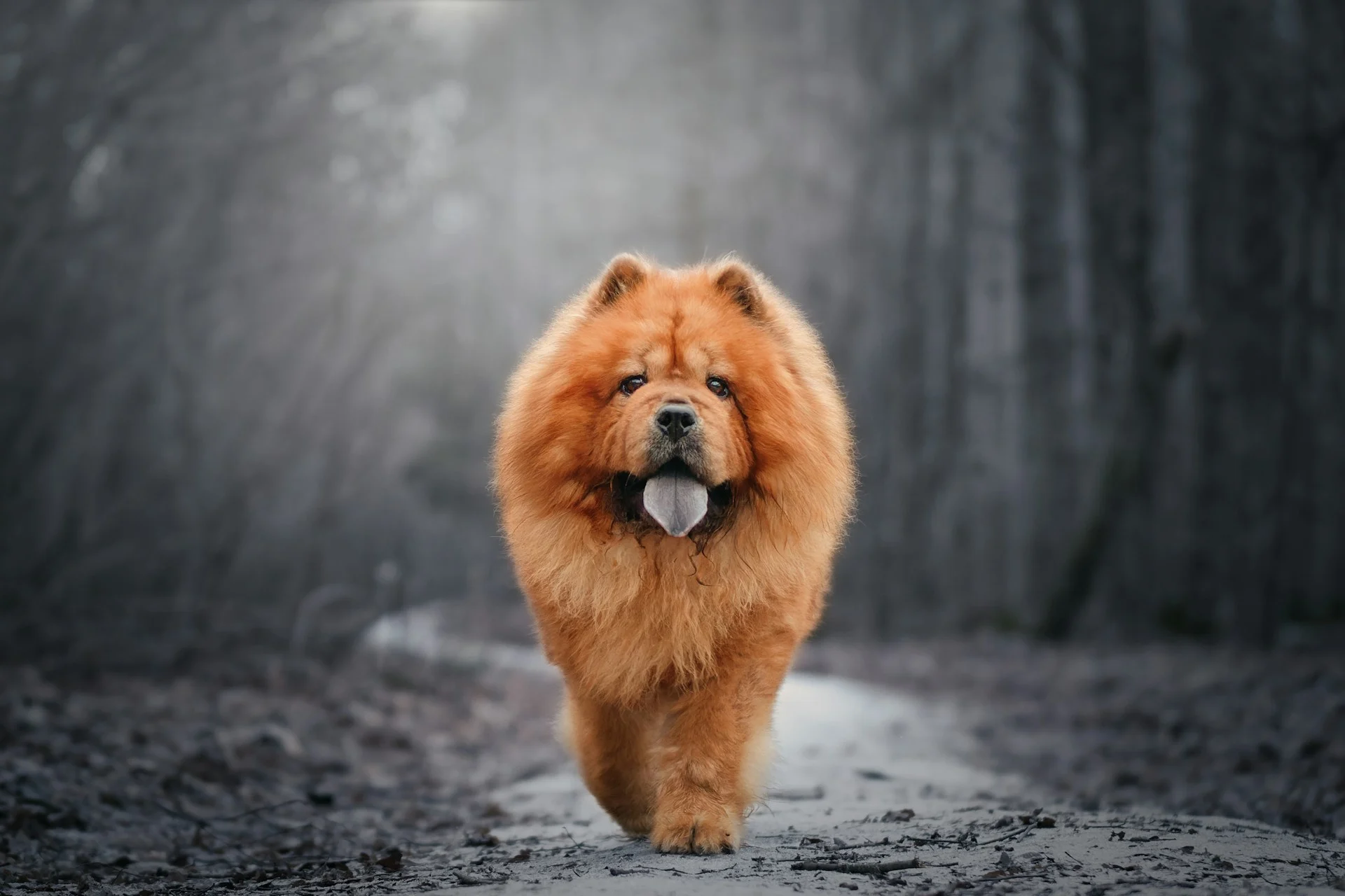 A Chow Chow dog with its tongue sticking out is walking on a path in a blurry, gray forest.