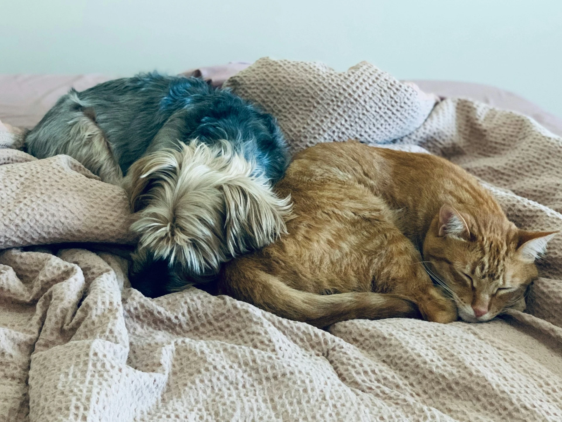 A gray and white dog and an orange tabby cat are curled up together, sleeping on a wrinkled pink blanket.