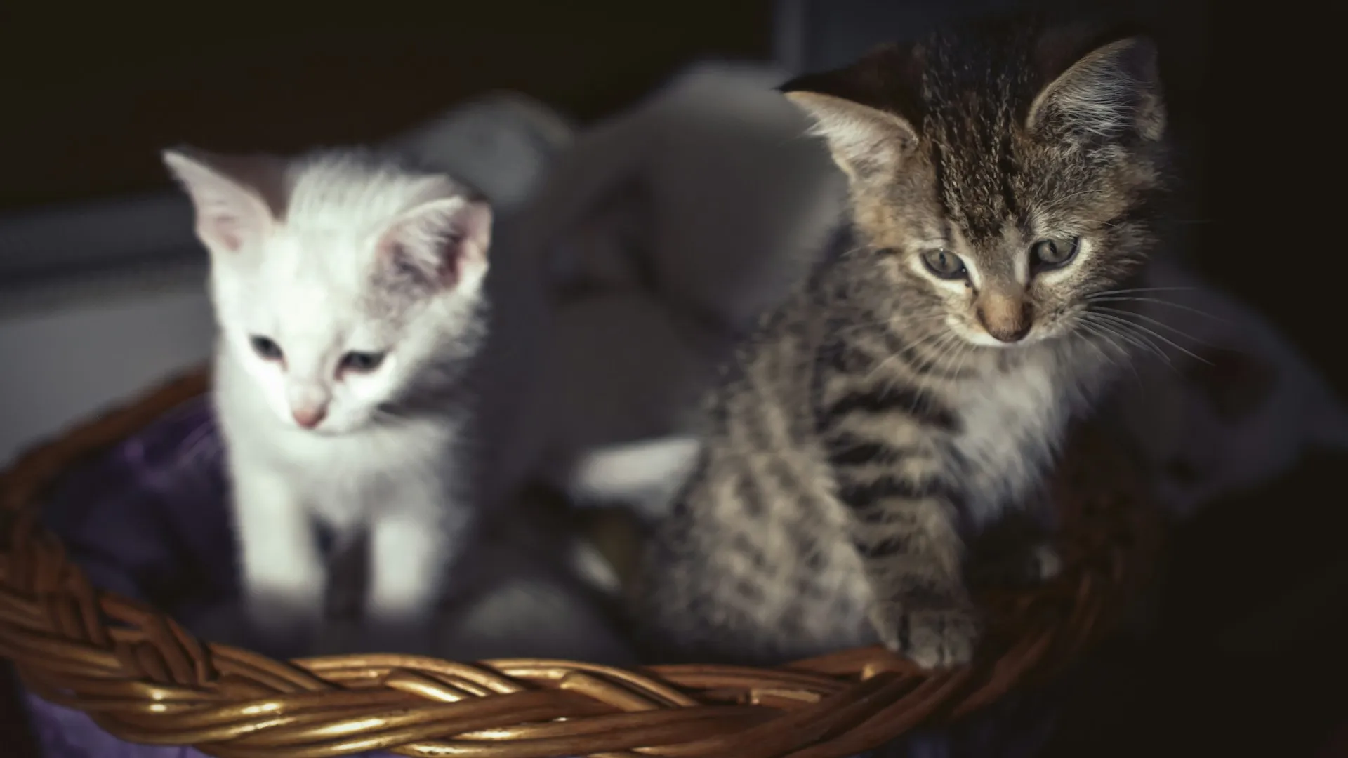 Two kittens, one white and one striped, are sitting in a wicker basket.