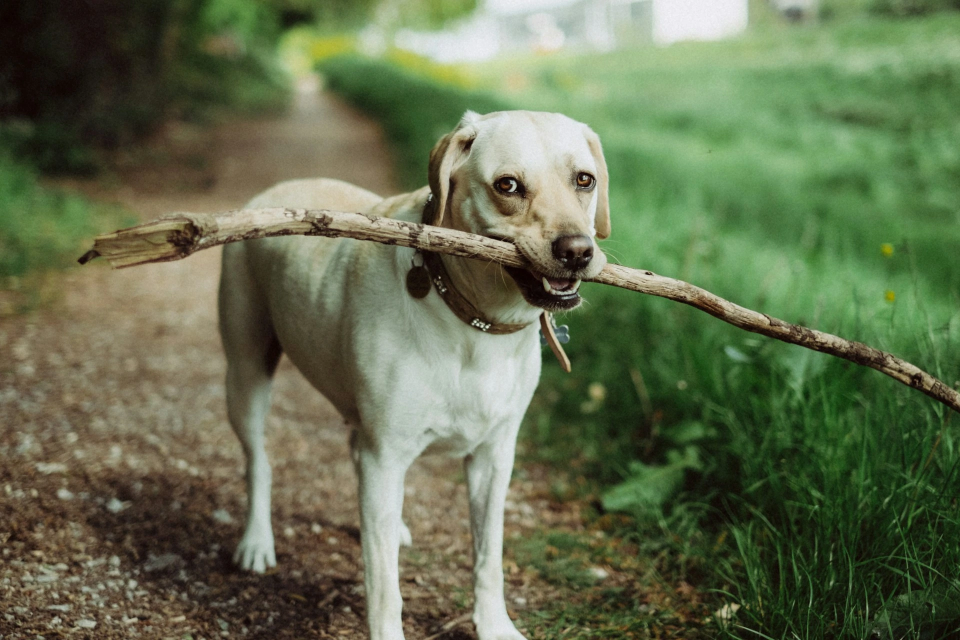 A dog is holding a long stick in its mouth while standing on a path in a grassy field.