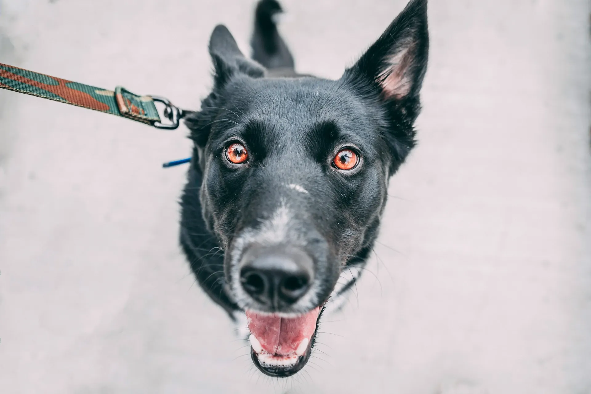 A black dog is looking up at the camera with a leash tied to it.