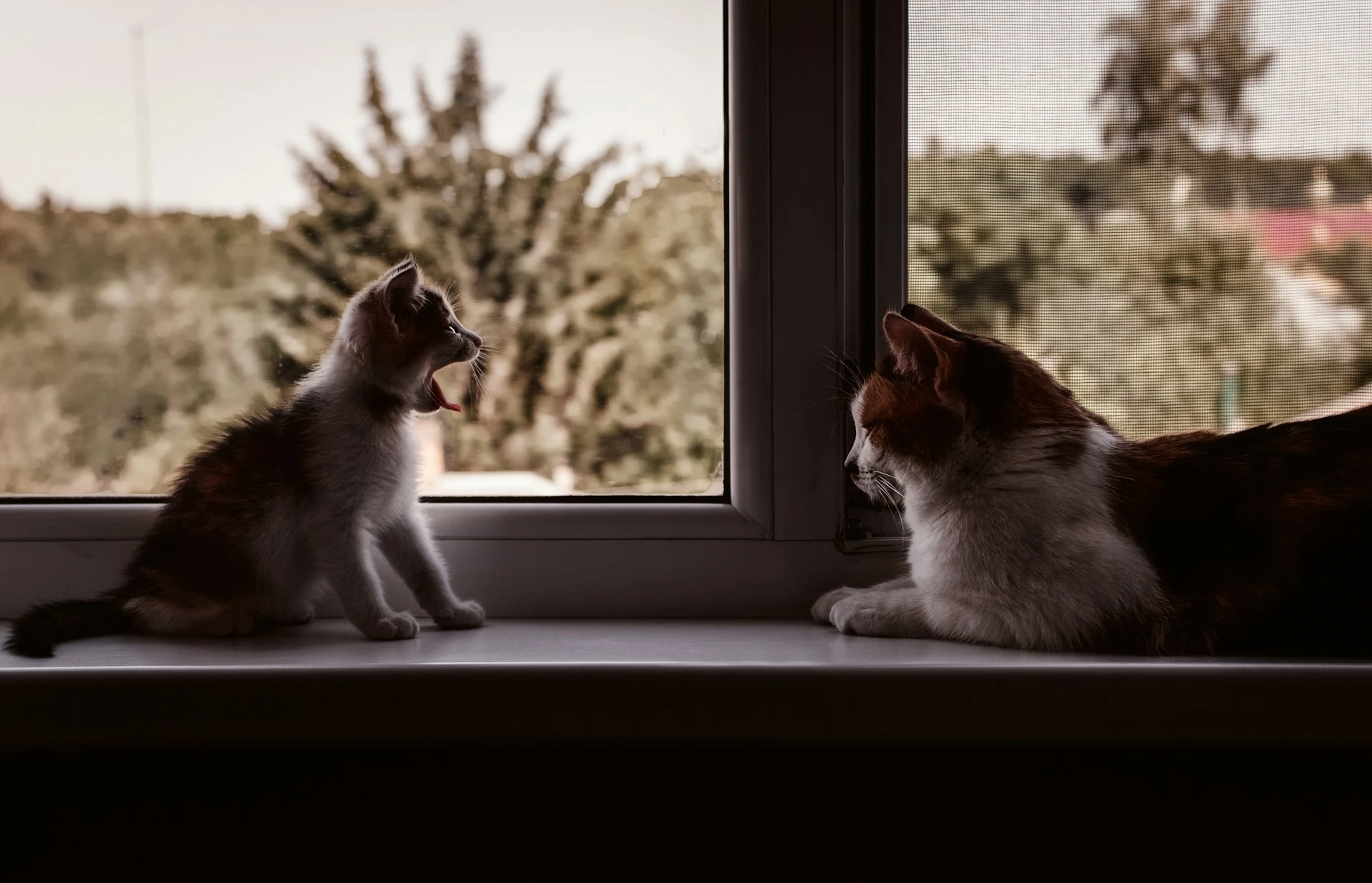 The kitten is sitting up and has its mouth wide open, while the larger cat is lying down on a windowsill.