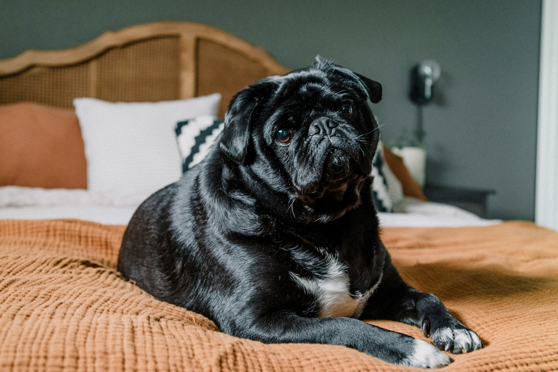A black pug paws is lying on a brown bed.